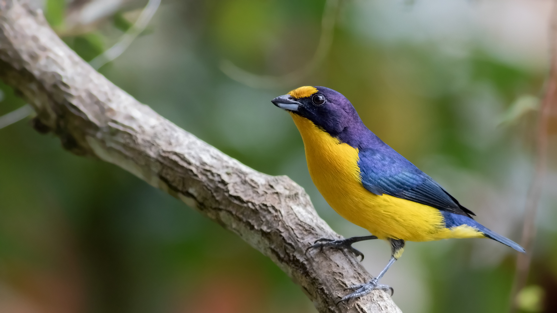 Violaceous Euphonia